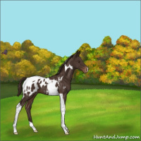 Horse Color:Liver Chestnut Tobiano Appaloosa 