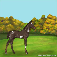 Horse Color:White Spotted Liver Chestnut Rabicano 