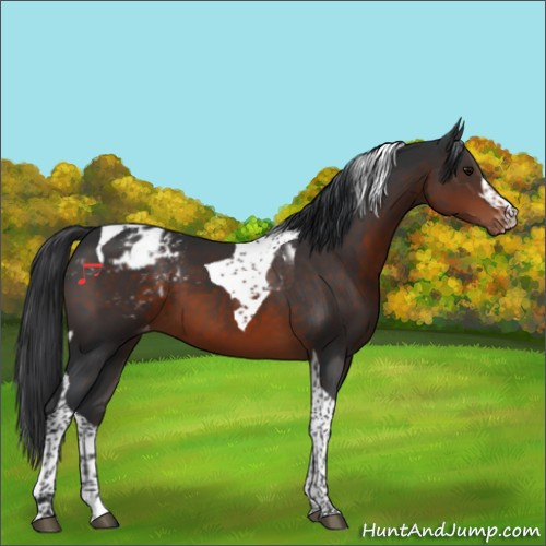 Horse Color:Brown Tobiano Appaloosa