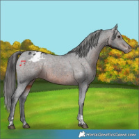 Horse Color:Brown Tobiano Varnish 
