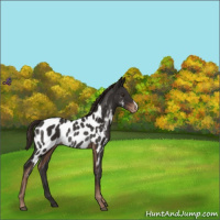 Horse Color:Liver Chestnut Appaloosa Rabicano 