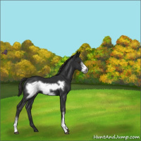 Horse Color:Liver Chestnut Frame 