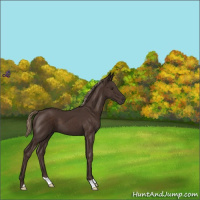 Horse Color:Liver Chestnut 