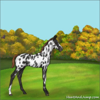 Horse Color:Liver Chestnut Appaloosa Rabicano 