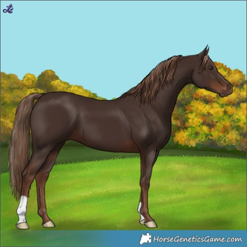 Horse Color:Liver Chestnut 