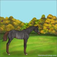Horse Color:Liver Chestnut Rabicano