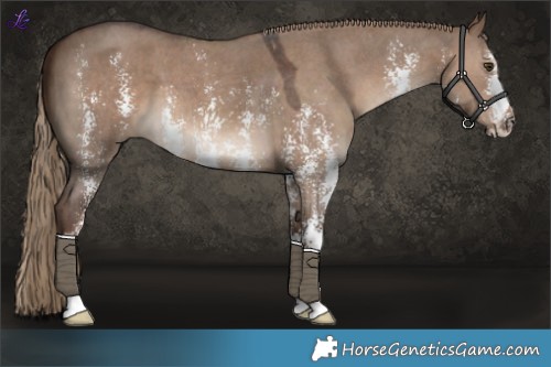 Horse Color:Liver Red Dun Sabino 