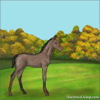 Horse Color:Liver Red Dun Roan Varnish 
