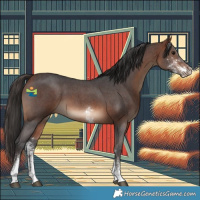 Horse Color:Bay Sabino 