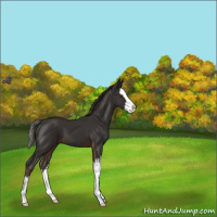 Horse Color:Liver Chestnut Sabino Splash 
