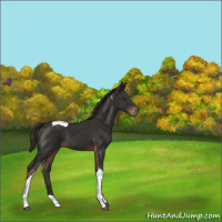 Horse Color:Liver Chestnut Tobiano 