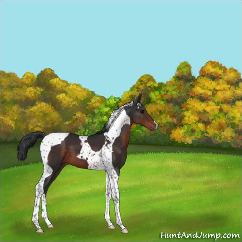 Horse Color:Brown Tobiano