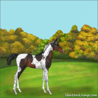 Horse Color:Brown Tobiano 