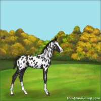 Horse Color:Liver Chestnut Splash Appaloosa