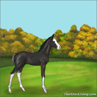 Horse Color:Liver Chestnut Sabino Splash