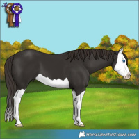 Horse Color:Liver Chestnut Splash
