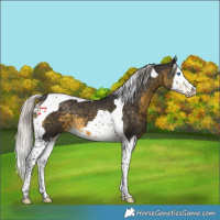 Horse Color:Silver Buckskin Splash Tobiano 