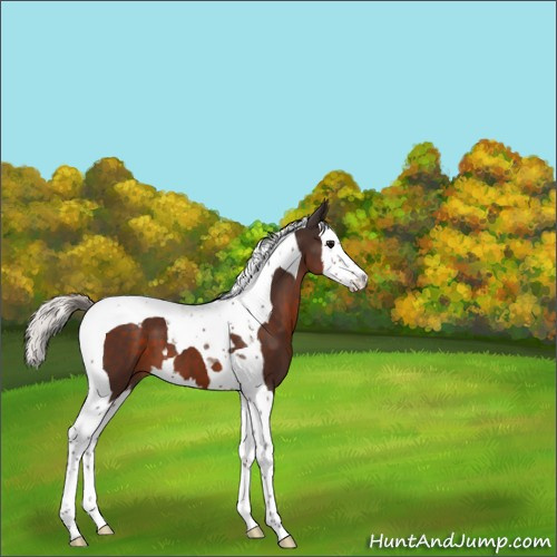 Horse Color:Silver Brown Splash Tobiano 