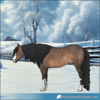 Horse Color:Brown Dun 