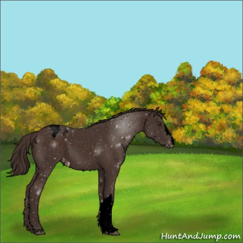 Horse Color:Void Liver Chestnut Appaloosa Rabicano 