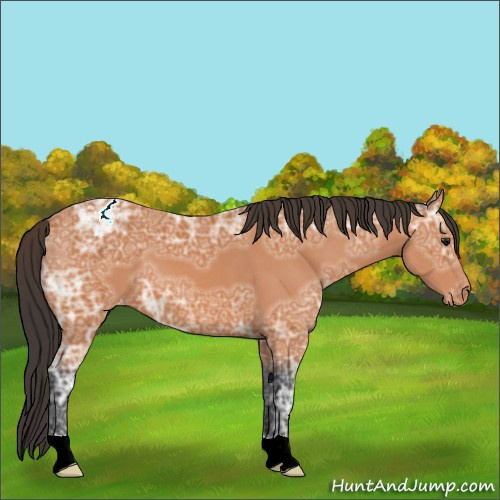 Horse Color:Bay Ice Appaloosa 