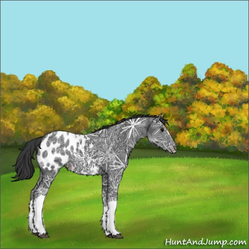 Horse Color:Black Ice Appaloosa 