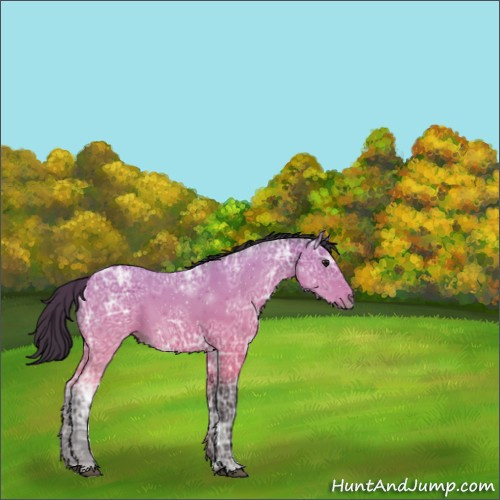 Horse Color:Buckskin Ice 