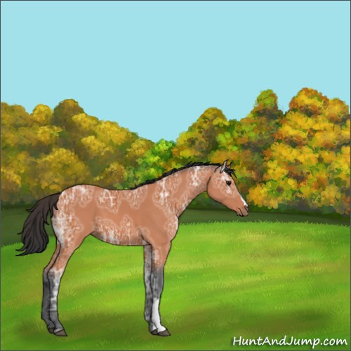 Horse Color:Bay Ice 
