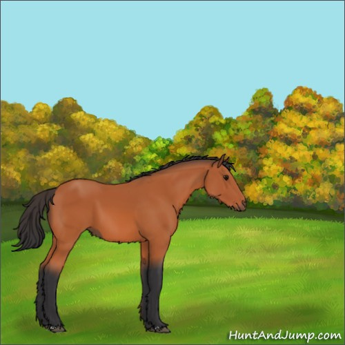 Horse Color:Bay 