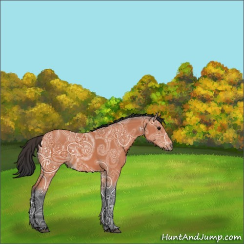 Horse Color:Bay Ice 