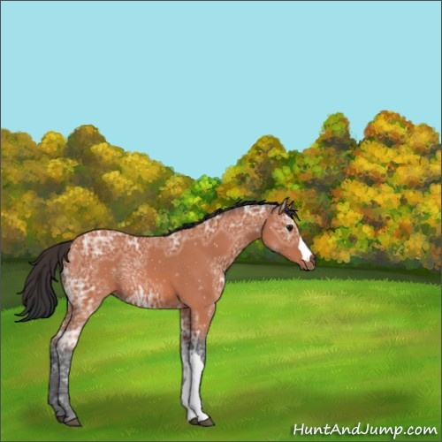 Horse Color:Bay Ice 