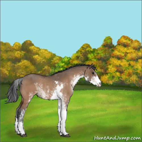 Horse Color:Brown Dun Sabino Rabicano 