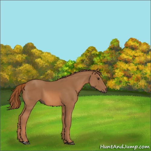 Horse Color:Chestnut 