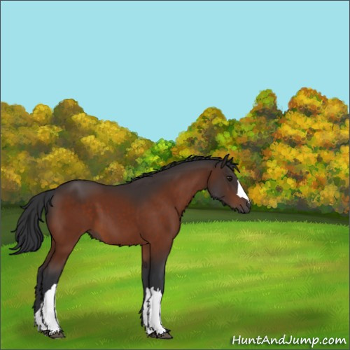Horse Color:Brown 