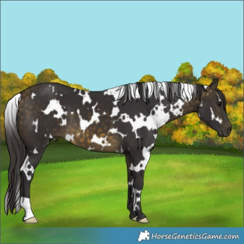 Horse Color:White Spotted Buckskin 