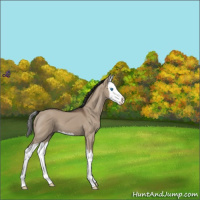 Horse Color:Liver Red Dun Splash 