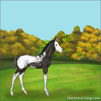Horse Color:Liver Chestnut Splash Appaloosa 