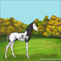 Horse Color:Liver Chestnut Splash Appaloosa