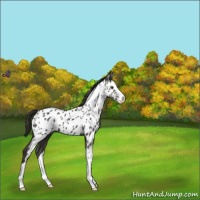 Horse Color:Liver Chestnut Splash Appaloosa 