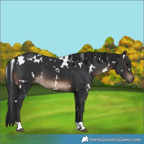 Horse Color:White Spotted Brown 
