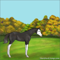 Horse Color:Liver Chestnut Splash 