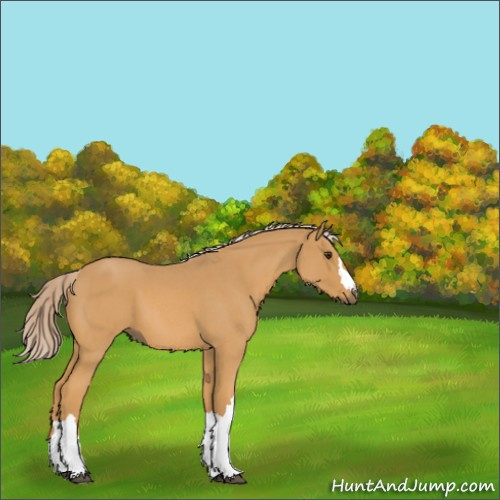 Horse Color:Palomino Roan 