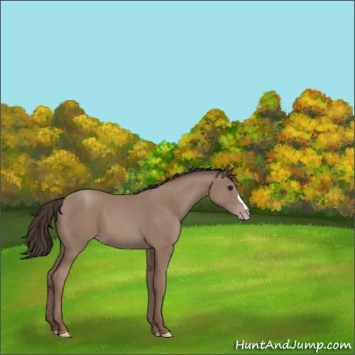 Horse Color:Classic Champagne 