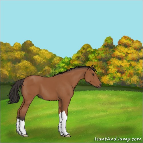 Horse Color:Bay 