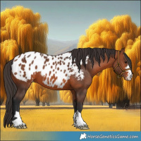 Horse Color:Bay Appaloosa 