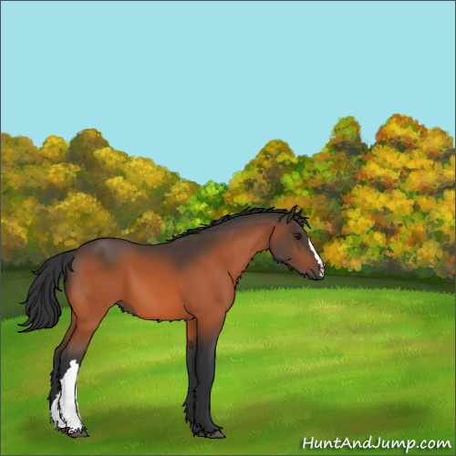 Horse Color:Bay 