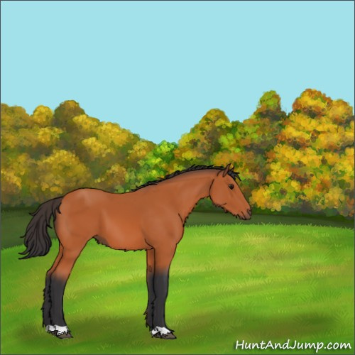 Horse Color:Bay 