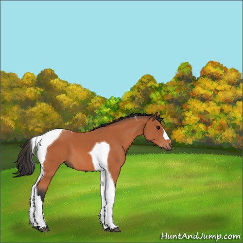 Horse Color:Bay Tobiano 