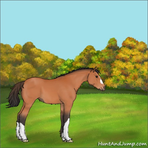 Horse Color:Bay 