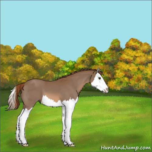 Horse Color:Chestnut Splash 